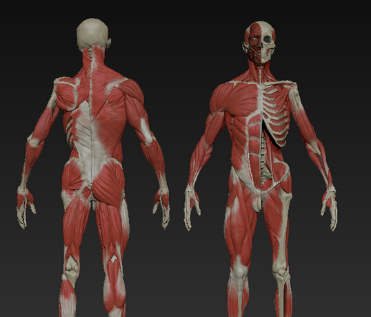 zb模型人体骨骼肌肉高模