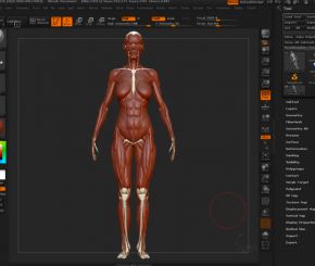 ZBrush人体骨骼结构肌肉细节姿势姿态深入剖析视频教程