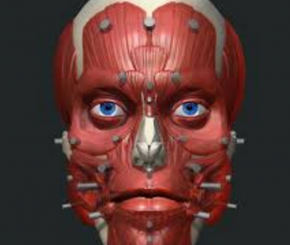 Zbrush人体面部解剖结构大师级训练视频教程