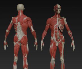 ZB模型人体骨骼肌肉高模