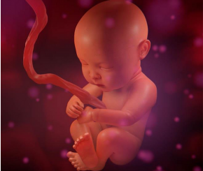 人类胚胎模型