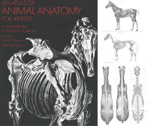 艺用动物解剖图谱