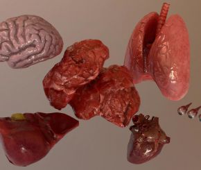 Internal Organs Collection