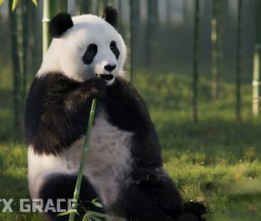熊猫动画3D模型 VFX Grace – Panda Animation (Blender/OBJ格式)