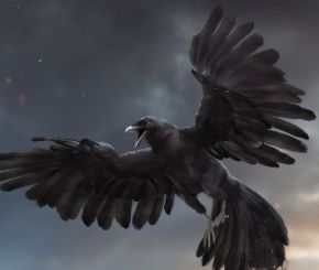 乌鸦3D模型 TurboSquid – DisneyTD – Crow Fur Anatomy