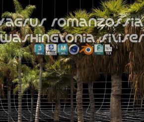 棕榈树植物树木3D模型 Renderhub – Syagrus Romanzoffiana and Washingtonia Filifera