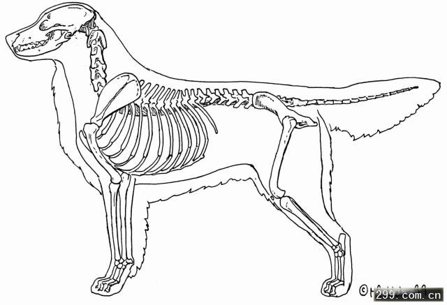 骨线式简笔画动物图片