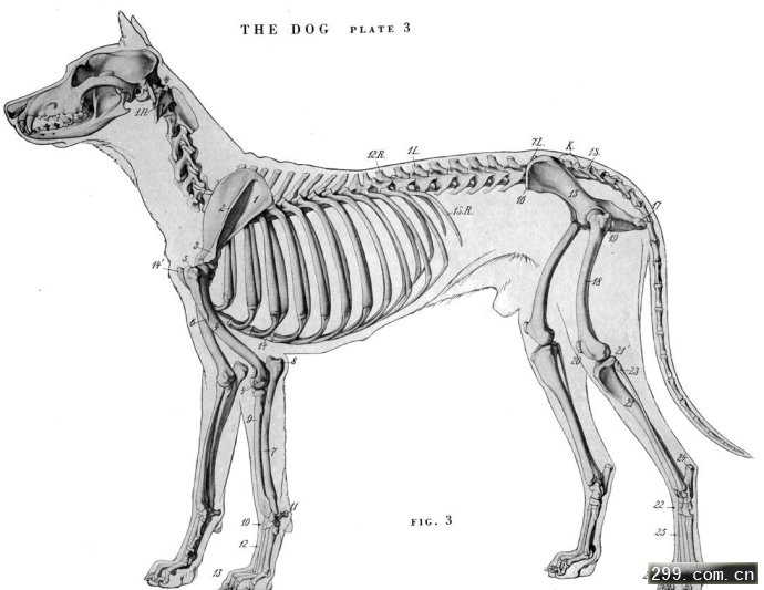 动物骨骼近似构成图片图片