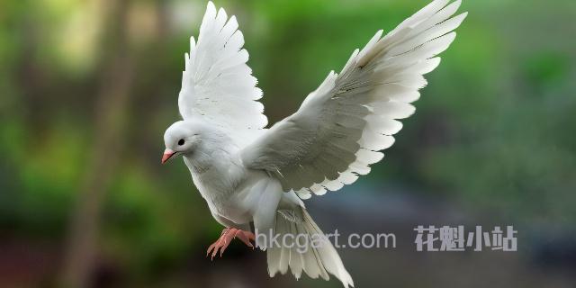 DisneyTD-Dove-Fur-Anatomy_副本_upscayl_4x_ultrasharp_副本.jpg